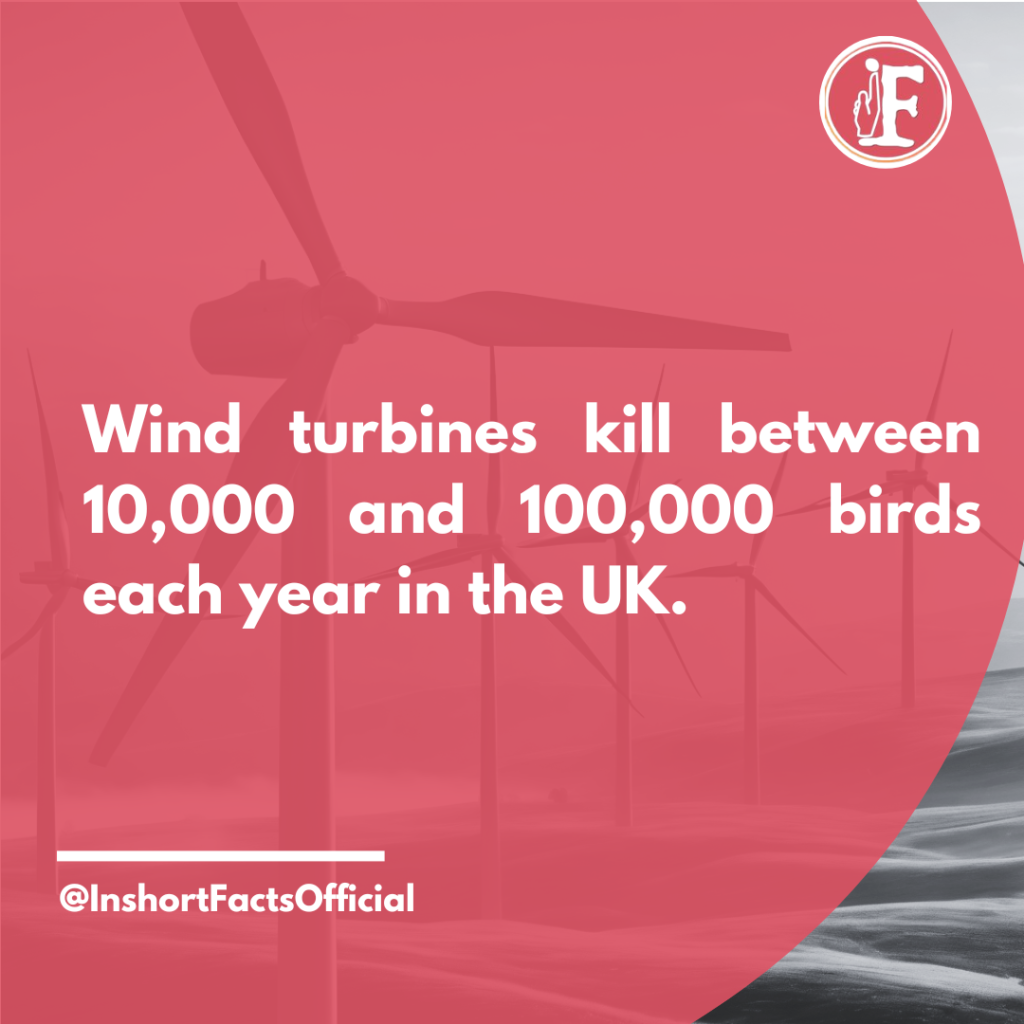 Birds Kill in UK