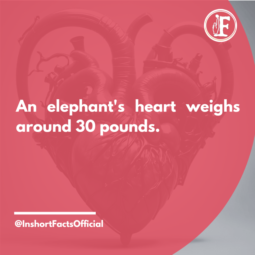 Elephant Heart Weight