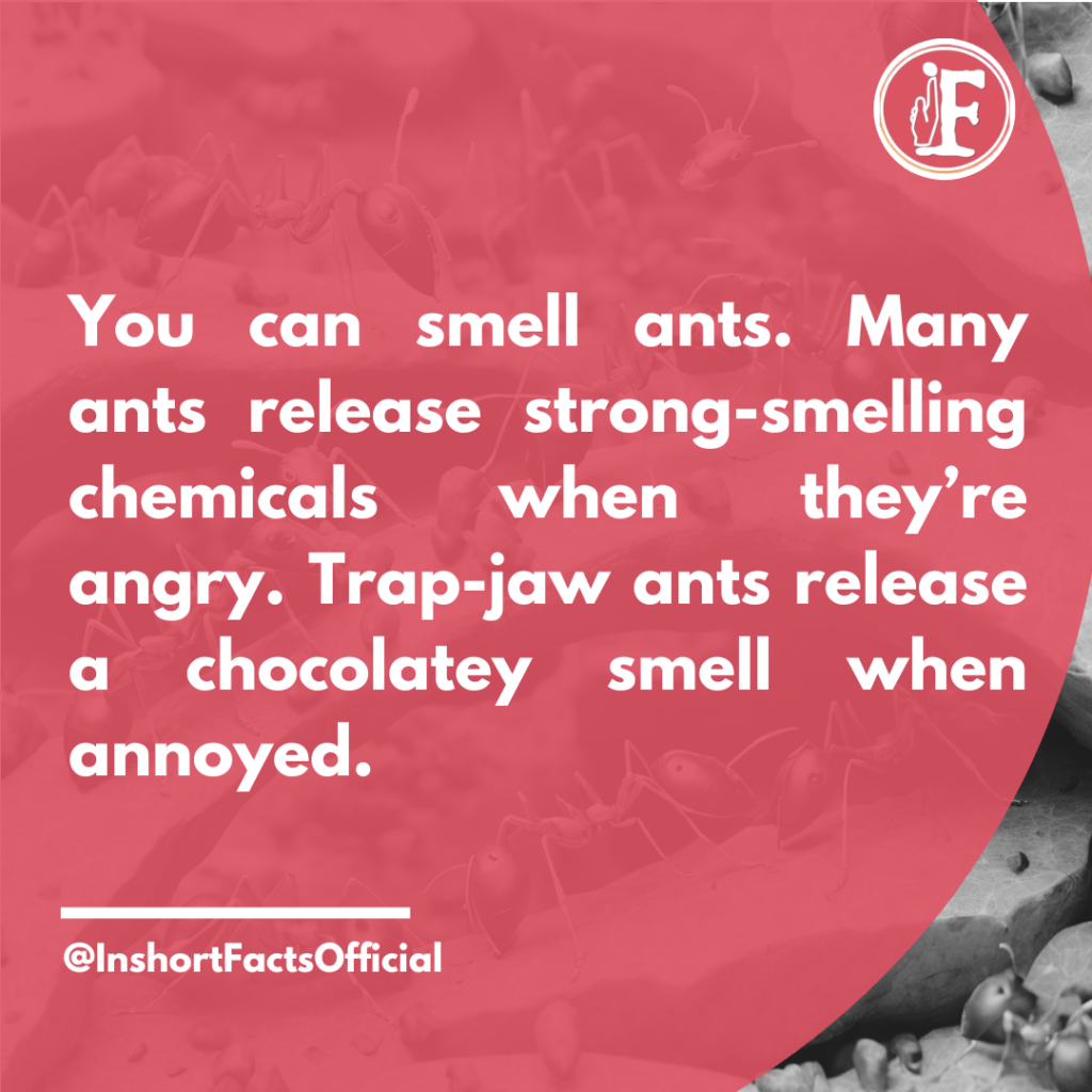 Smell The Ants