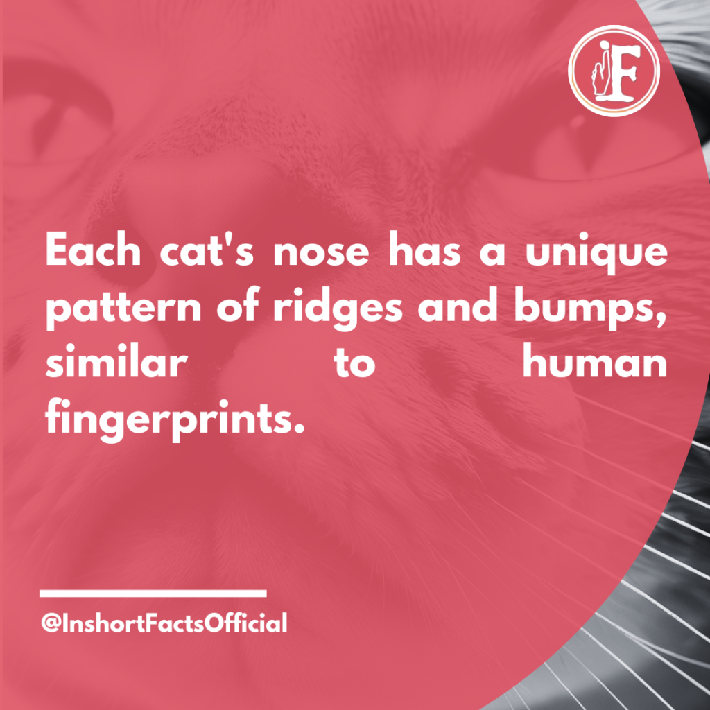 Uniquz Patterns of Cat's Nose